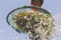 補鈣誤區：吃蝦皮不能補鈣　