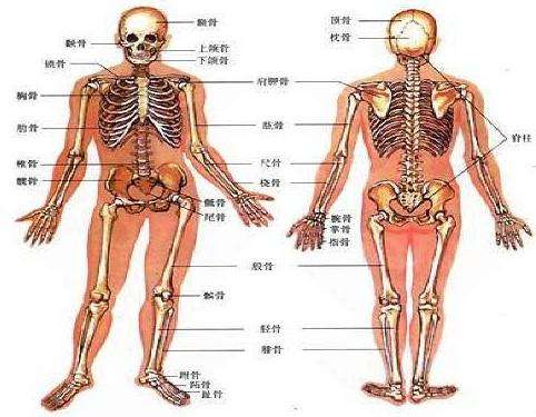 超聲大菠萝福利软件儀99%的人根本就是連自己骨骼構成都不了解